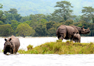 Kaziranga National Park - Assam